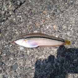 キス狙いでまさかの真鯛